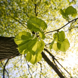 Green Efforts